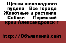 Щенки шоколадного пуделя - Все города Животные и растения » Собаки   . Пермский край,Александровск г.